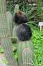pachycereus militaris 2.JPG